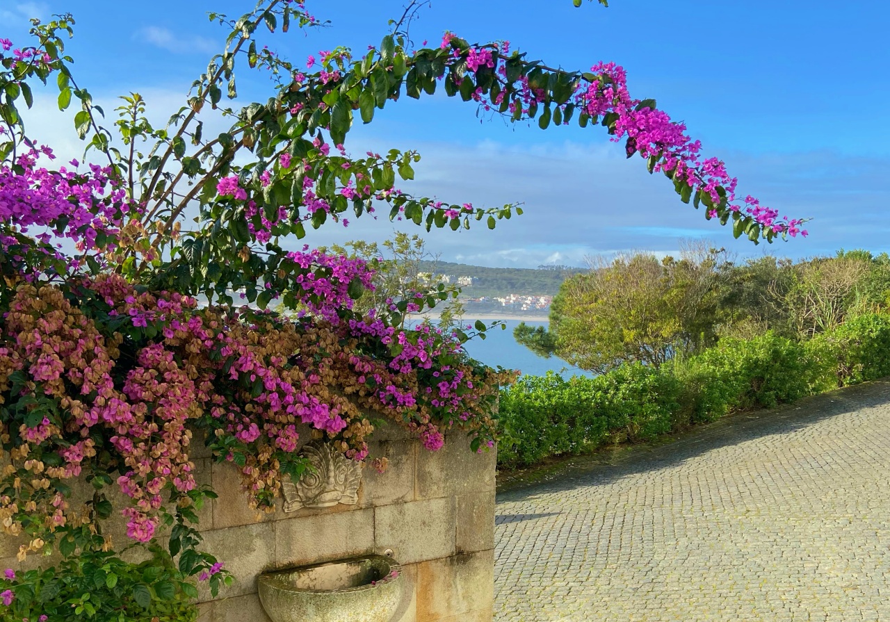 bloemen bij hotel Foz de Arelho