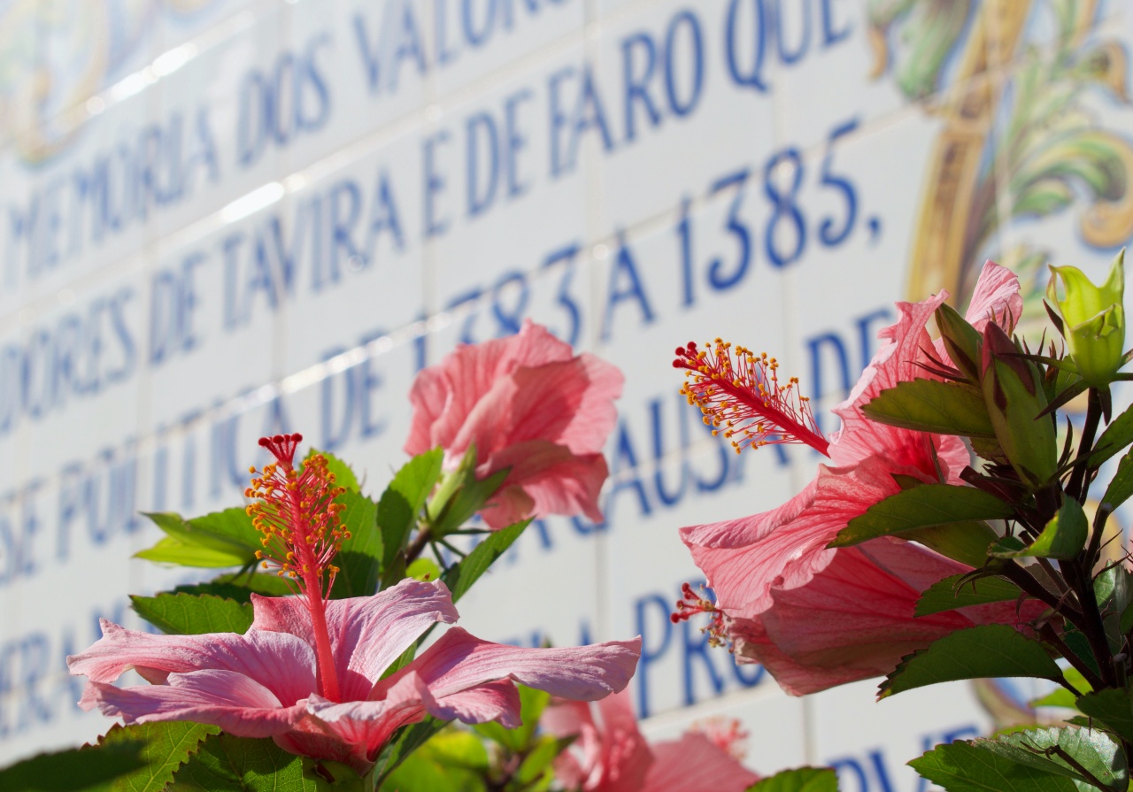 bloemenpracht Tavira